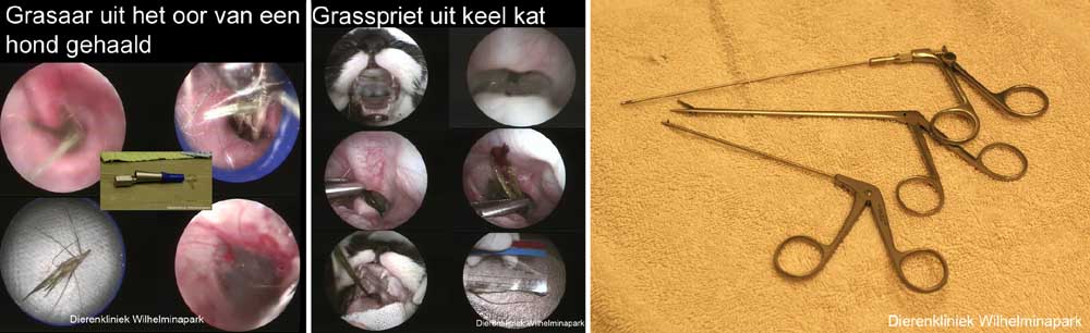 Met de video endoscoop dr. Fritz zijn de oren en de keel goed in beeld te brengen en te behandelen 